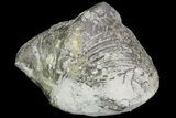 Pyrite Replaced Brachiopod (Paraspirifer) - Ohio #89730-1